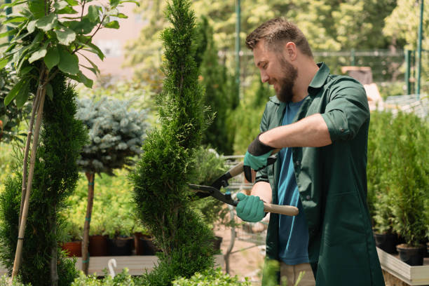 Mastering Arboriculture: Essential Techniques for Commercial Tree Care